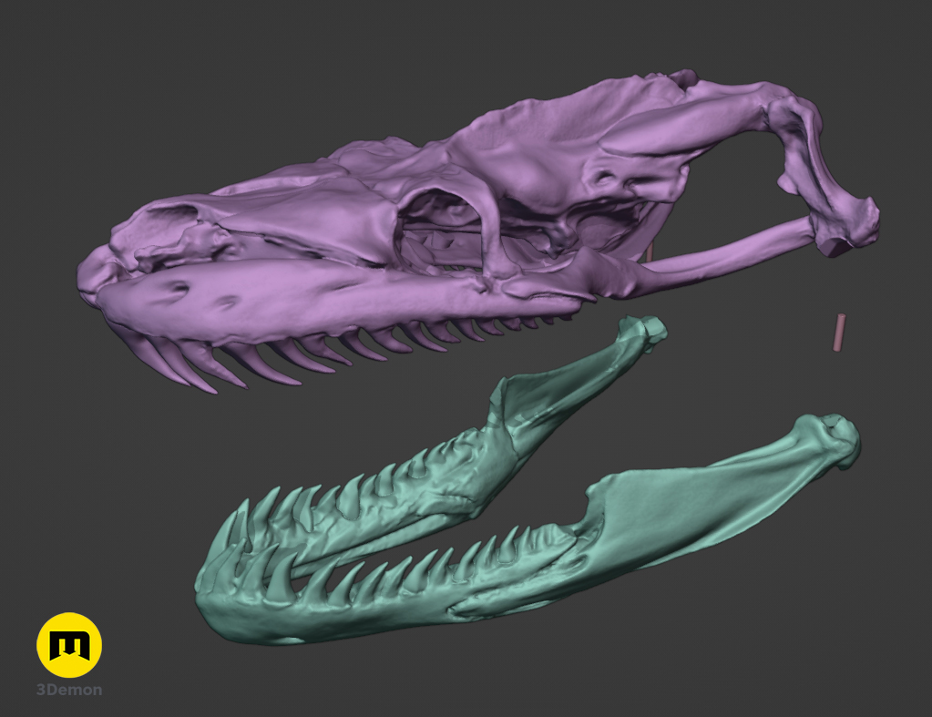 Python Snake Skull – 3Demon - 3D print models download